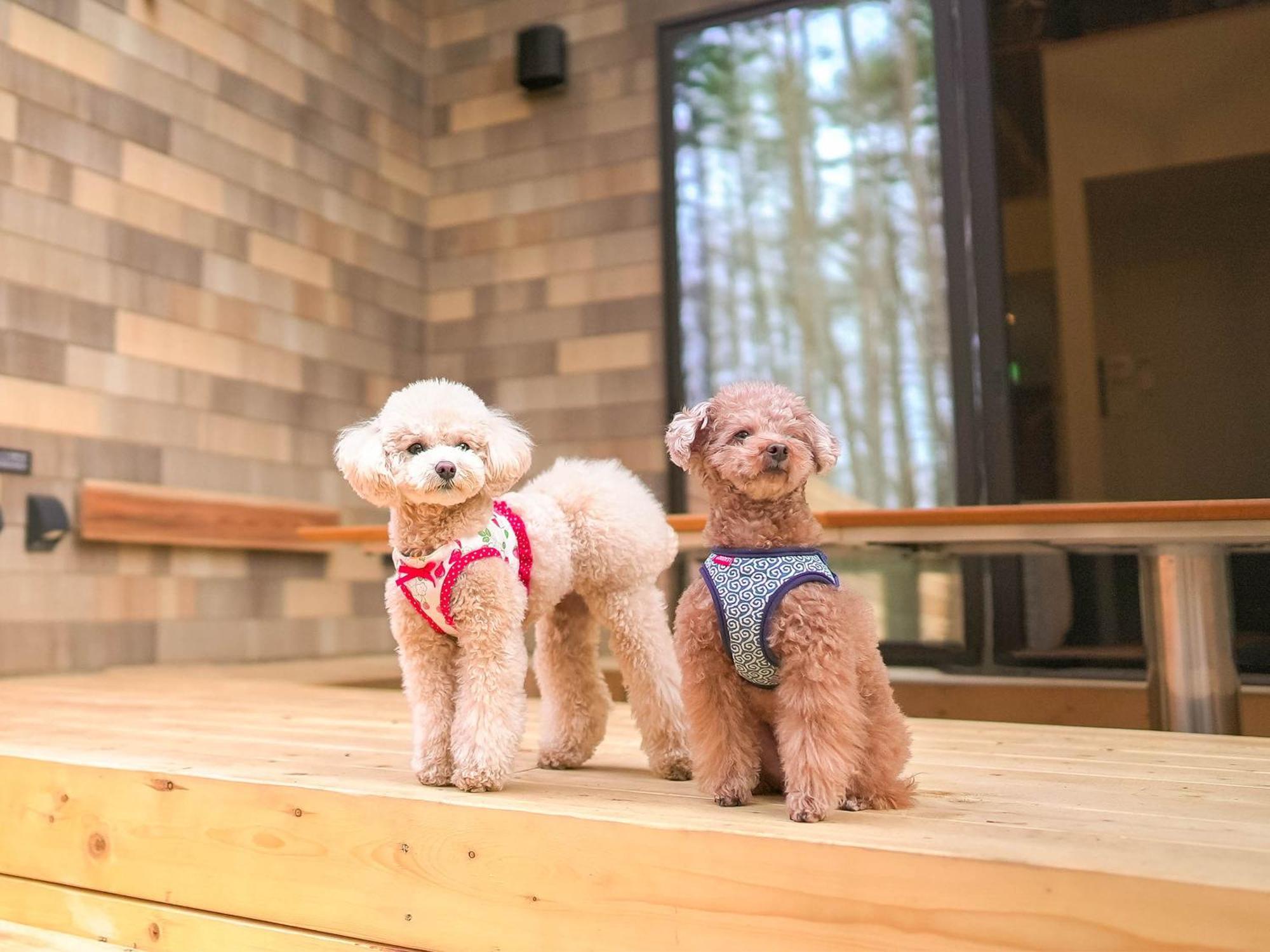 Rakuten Stay Villa Fujikawaguchiko Forest Exteriör bild